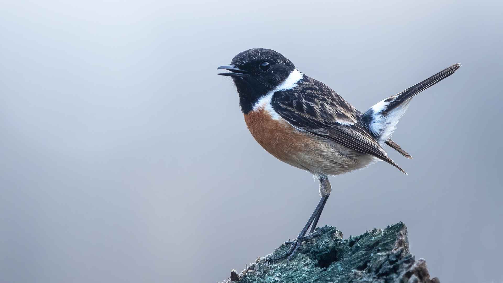 European Stonechat